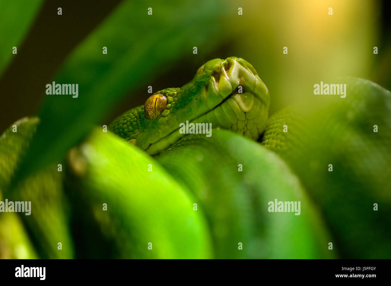 green tree python Stock Photo - Alamy