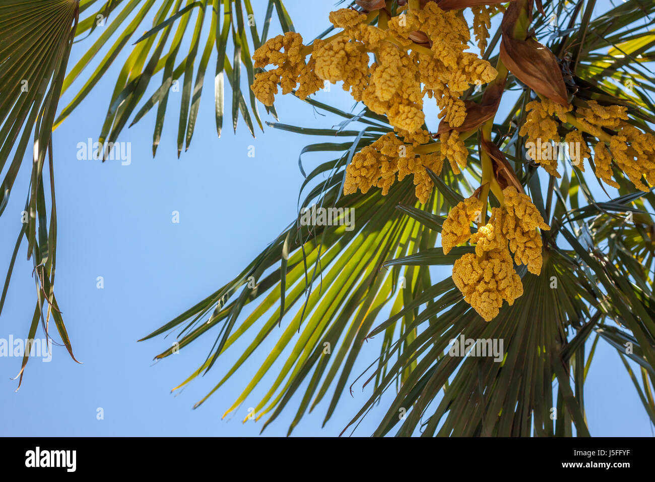 palm tree blooming yellow flowers against blue sky Stock Photo