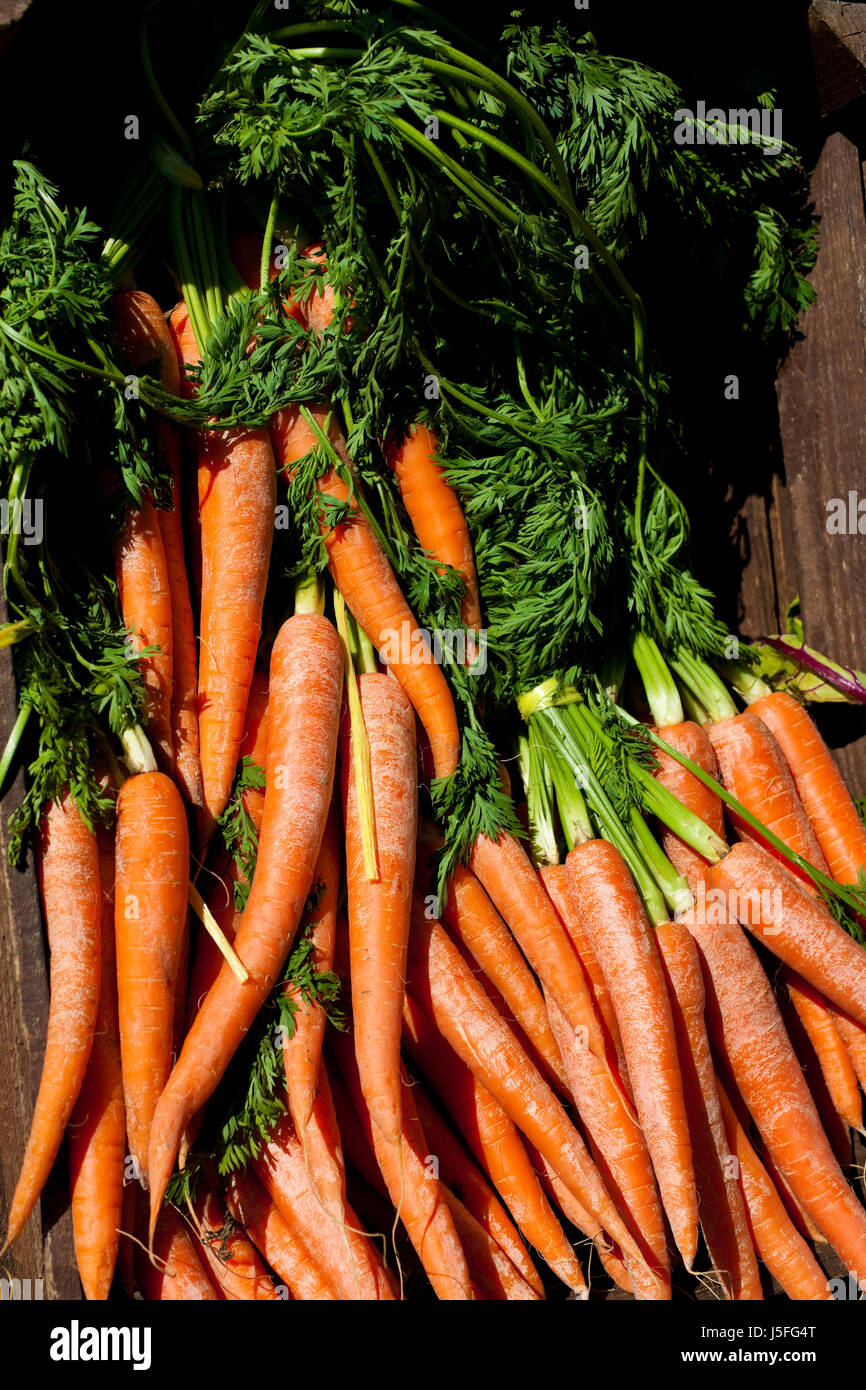 england tops for sale