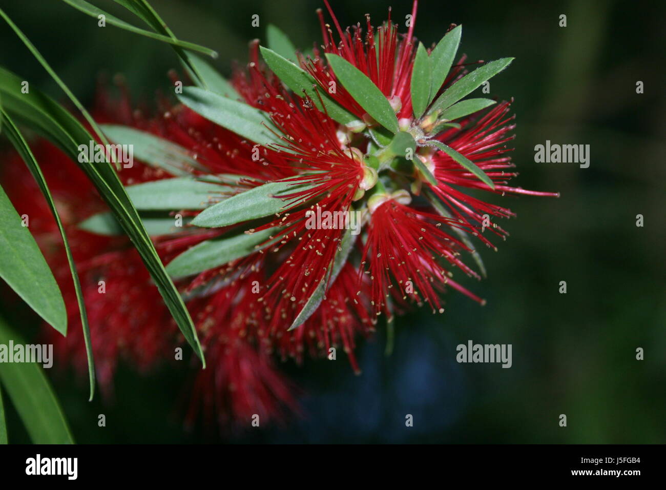 flower without a name Stock Photo - Alamy
