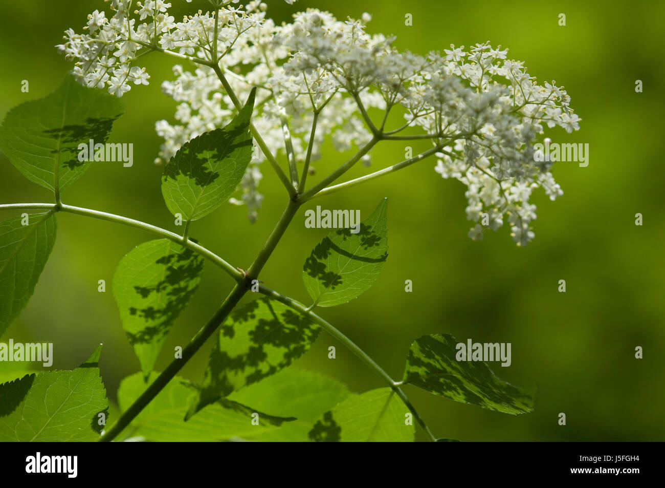 Holundersekt hi-res stock photography and images - Alamy Holundersekt hi-res stock photography and images - Alamy