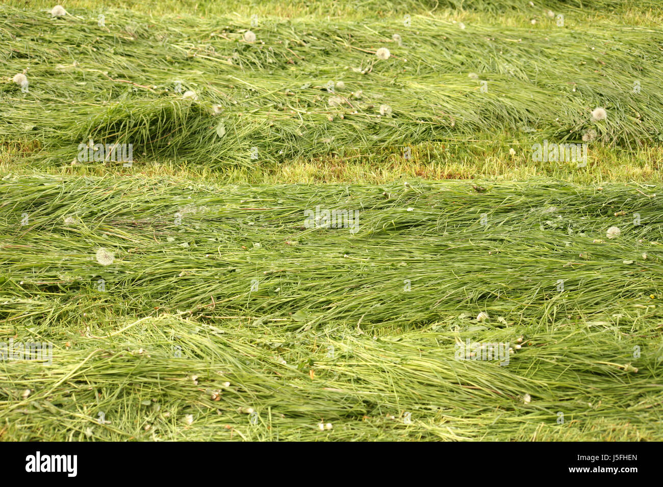 garden plant green grasses dandelion blades of grass blade of grass grass hay Stock Photo Alamy