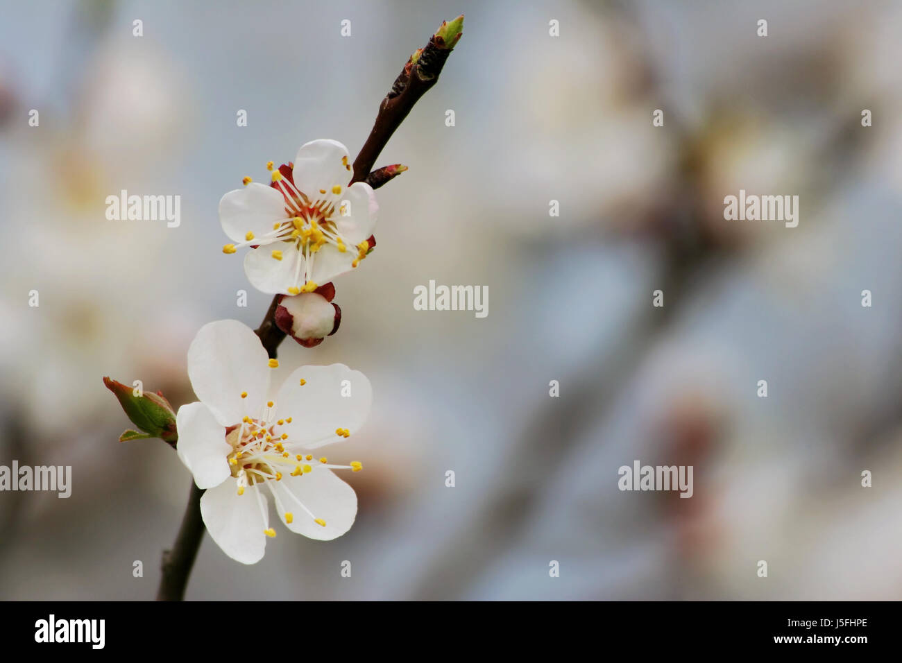 tree green bloom blossom flourish flourishing agriculture farming austrians Stock Photo