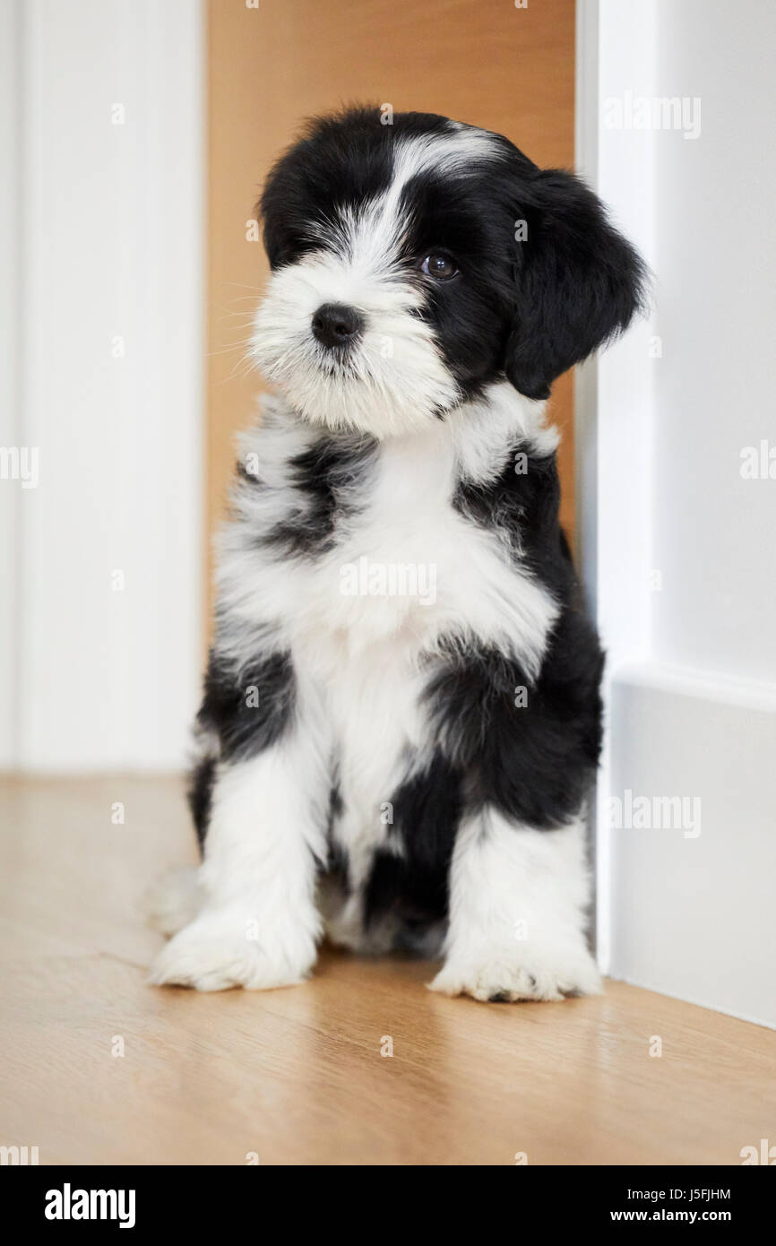 Sitting Portrait Of A Black And White Tibetan Terrier Puppy Dog Stock Photo Alamy