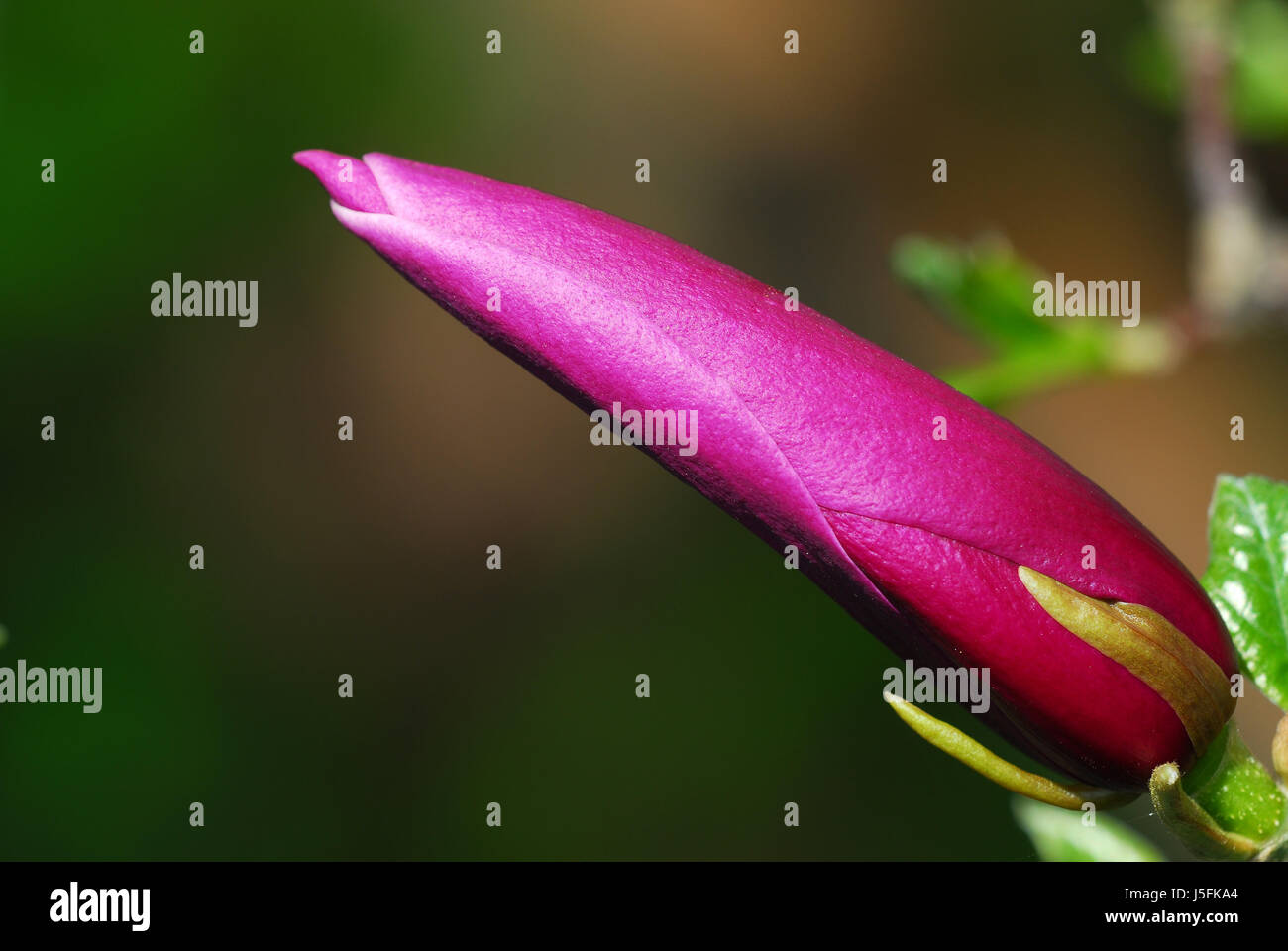 plant bloom blossom flourish flourishing blossoms coloured purple magnolia Stock Photo