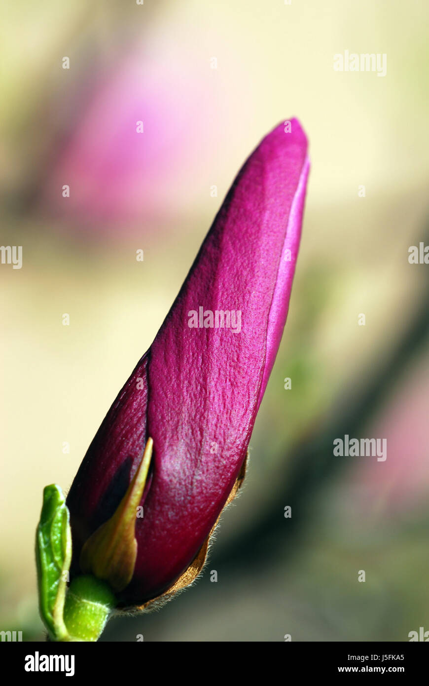 plant bloom blossom flourish flourishing blossoms coloured purple magnolia Stock Photo