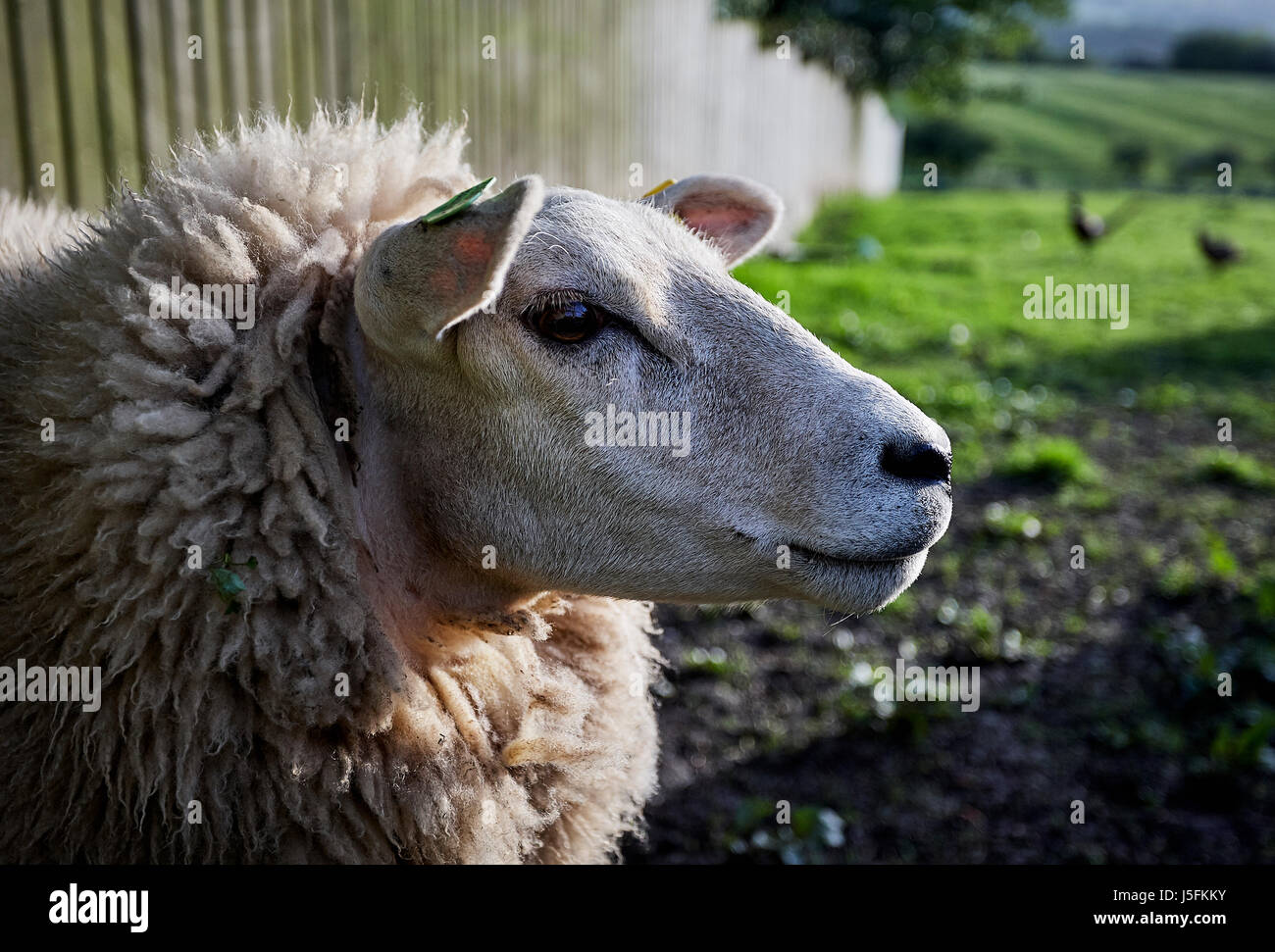 Pedigree sheep breeds on a North Yorkshire smallholding. Stock Photo