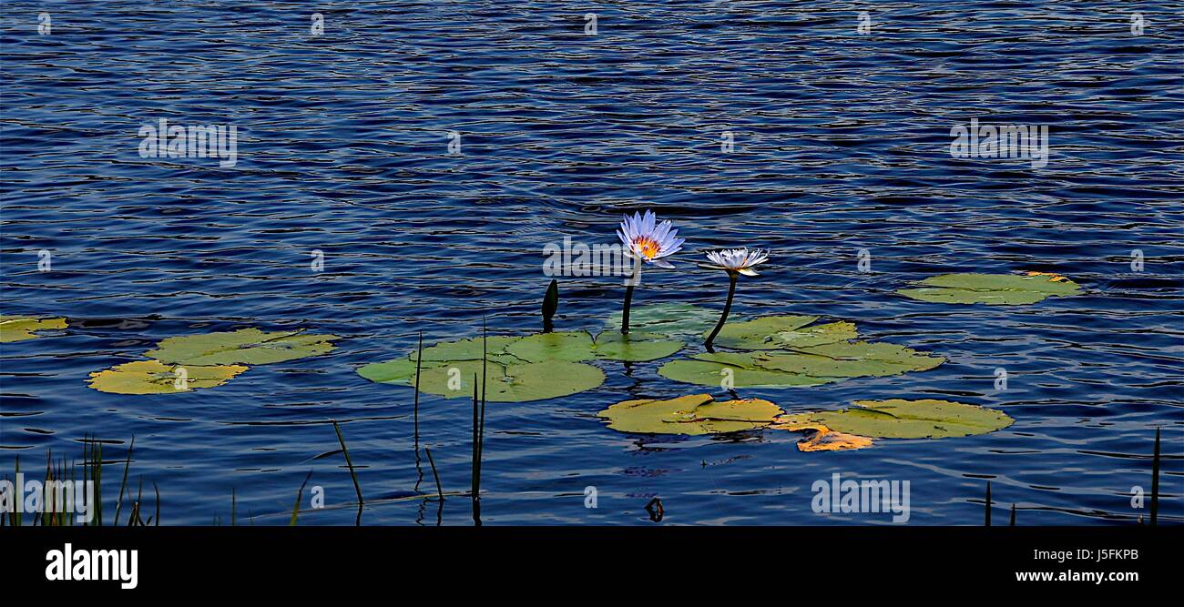 the water lilies Stock Photo - Alamy