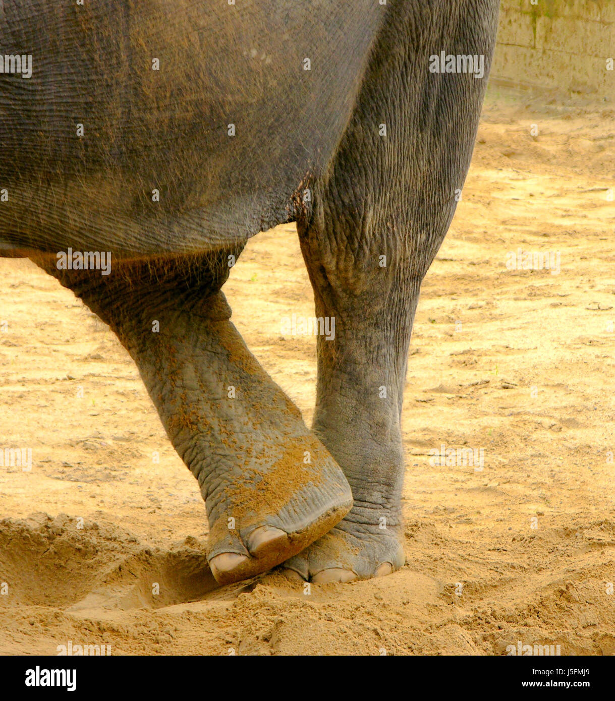 mammal elephant convenient lax sturdy stand elefantenfu elefantenfe hinterfe Stock Photo