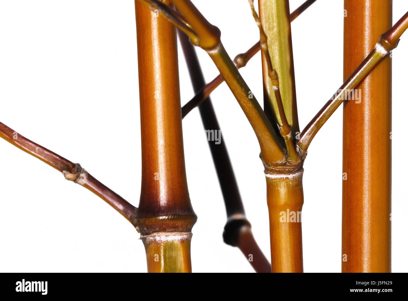 bamboo phyllostachys aurea koi Stock Photo