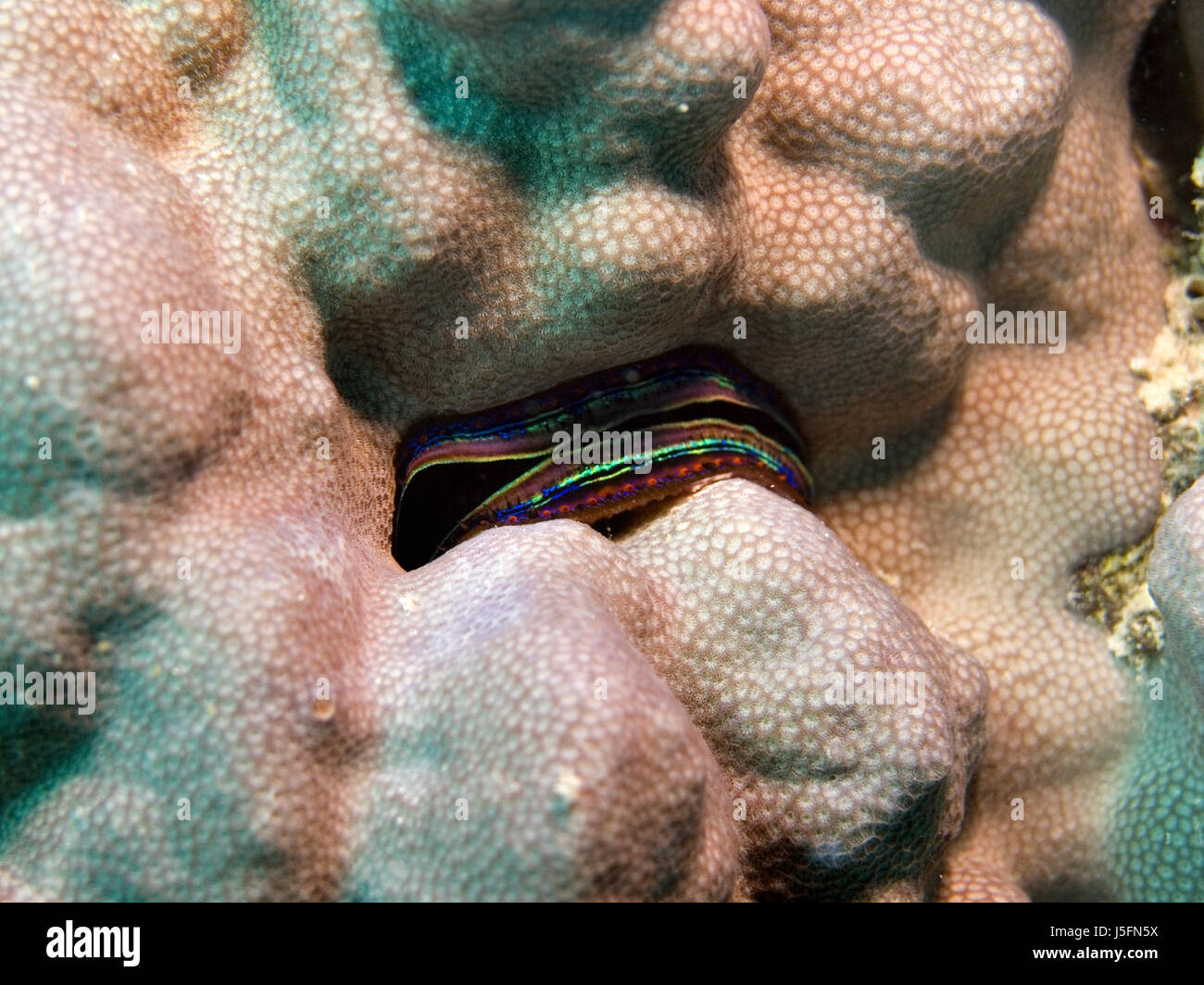 iridescent scallop pedum spondylium in close Stock Photo