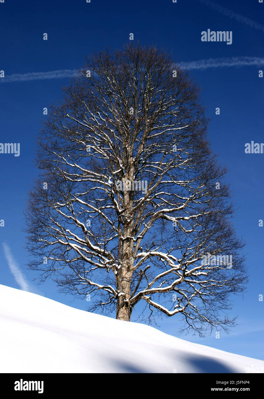 blue tree branch terrain snowcapped contrail beech wavy firmament sky ...