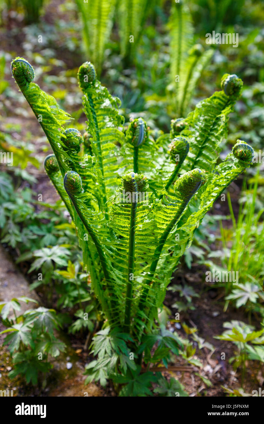 Young bush of fern beginner to dissolve its branches Stock Photo
