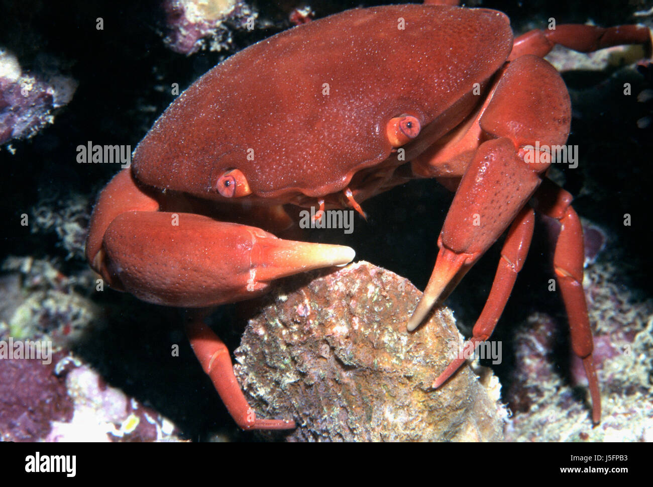 shell underwater salt water water prey booty to gorge engulf devour dive crab Stock Photo