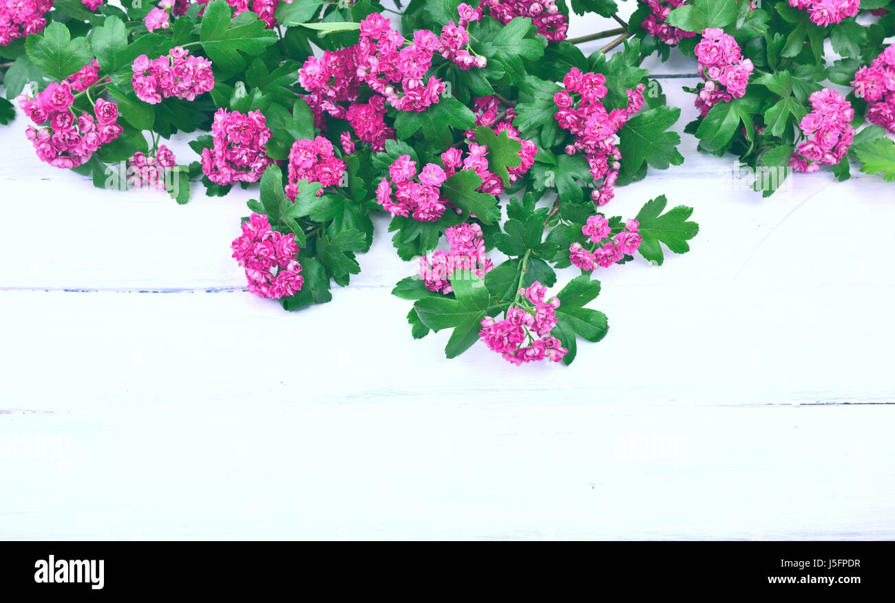 Branch of flowering hawthorn with pink flowers on white background