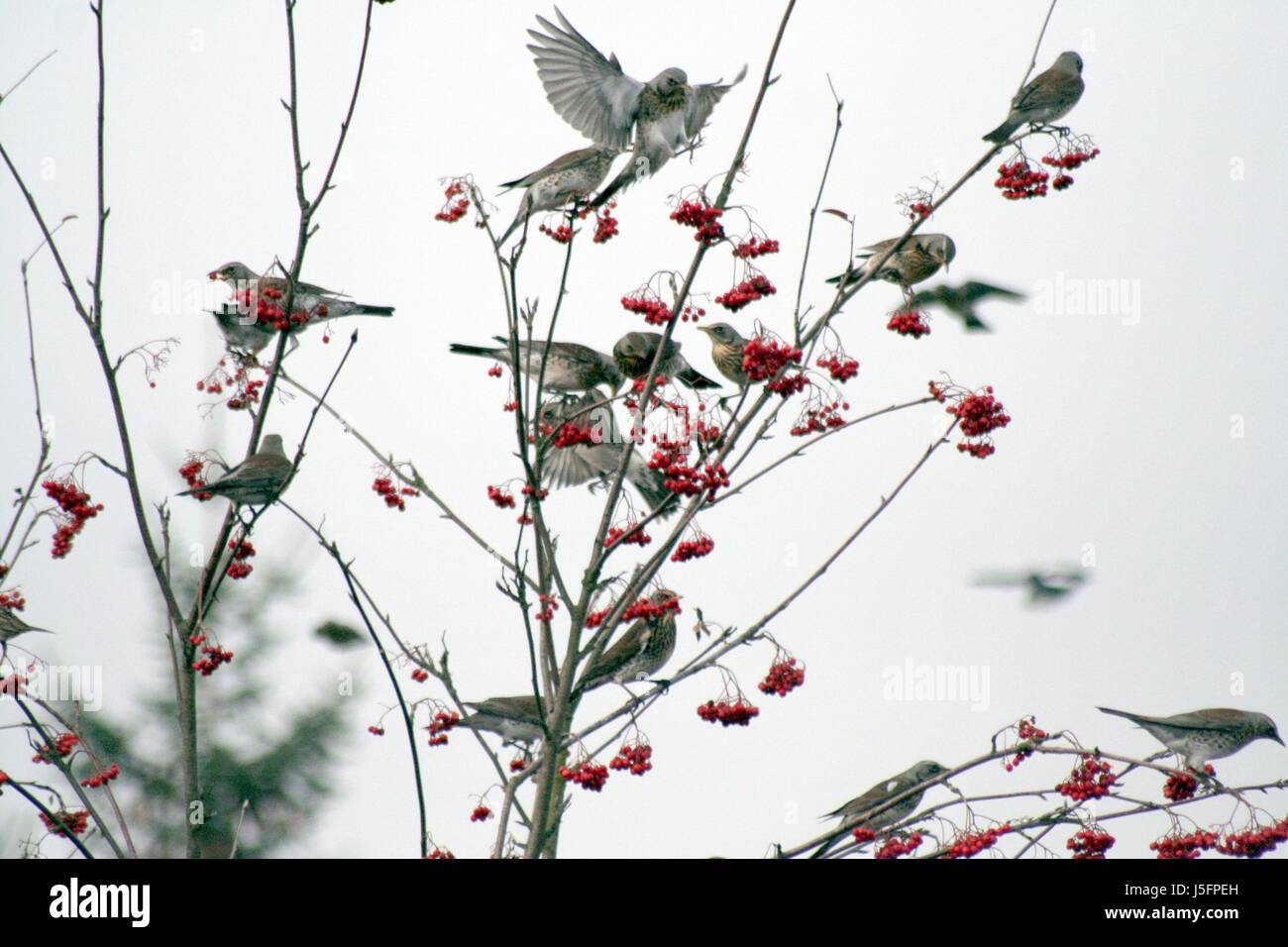 resin visit rowan berries pull rowan berry rowan tree hibernate journey through Stock Photo