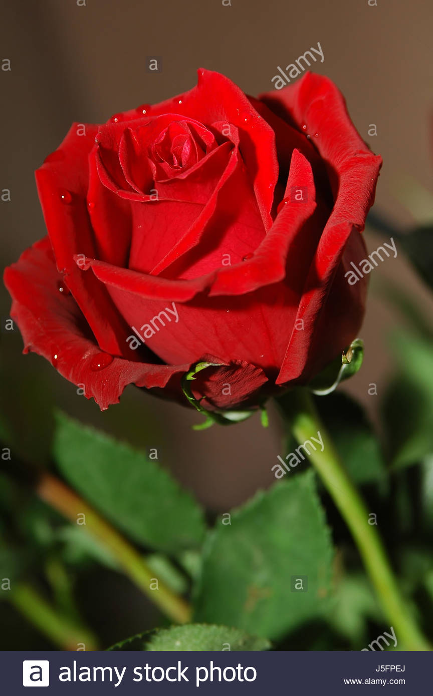 Red Rose Natural Stock Photo 141103162 Alamy