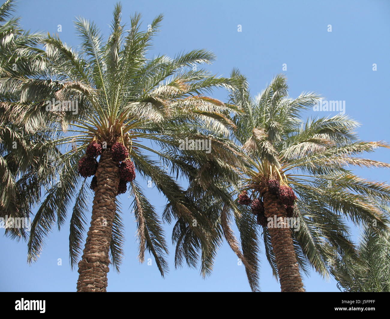 progenies fruits palms fruit oasis palm tree dates date palm palmtrees