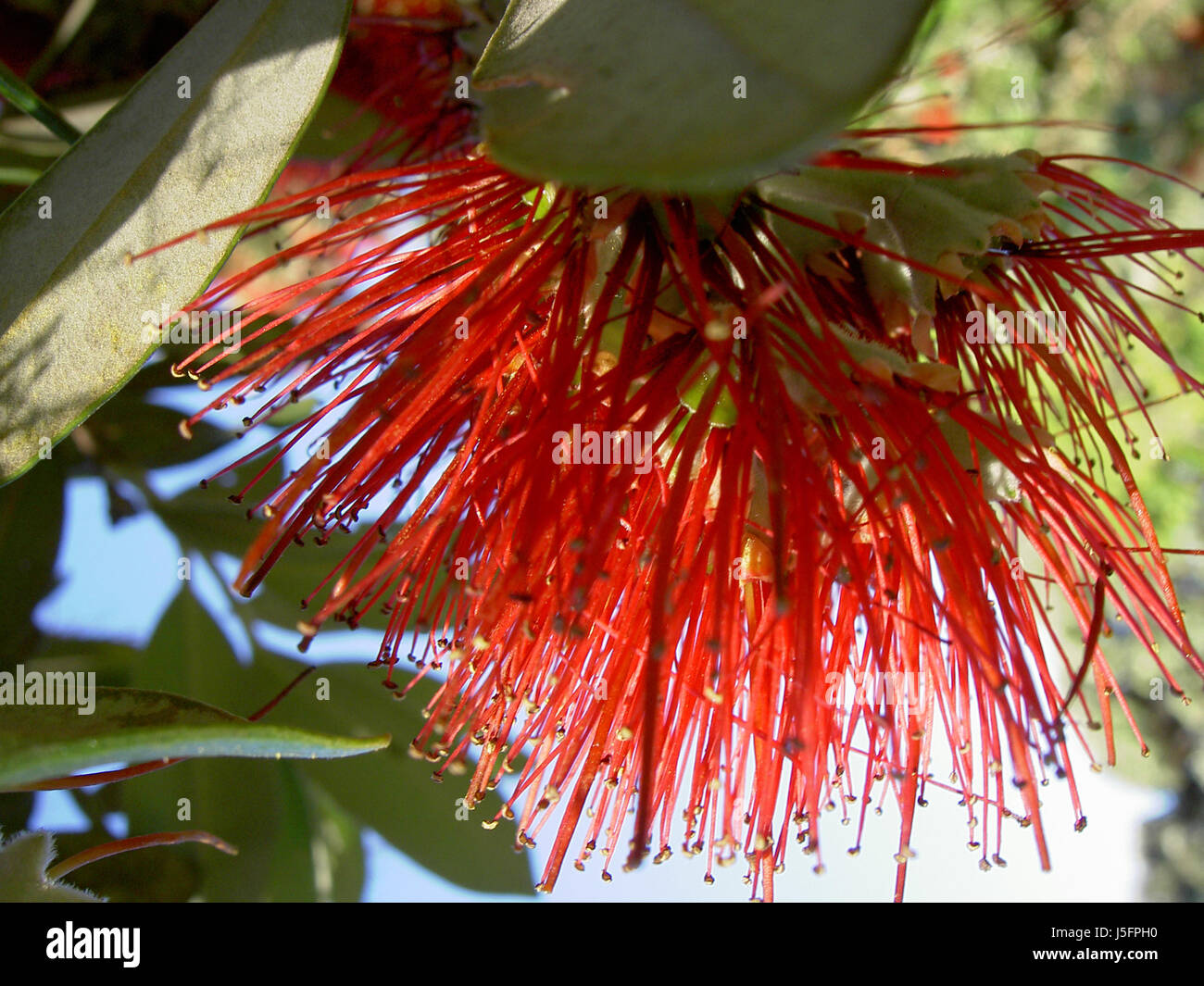 tree blossoms evergreen new zealand bleed red metrosideros excelsa Stock Photo