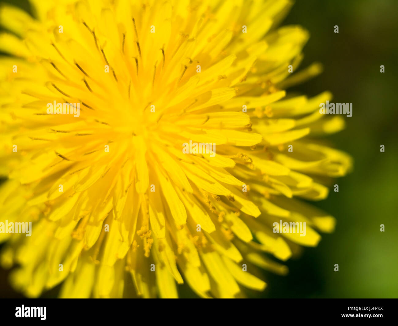 yellow dandelion flower close up, macro, spring background Stock Photo