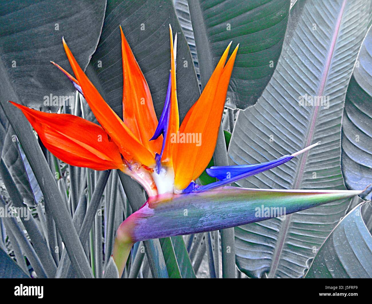 Bec De Perroquet Strelitzia Reginae Stock Photo Alamy Bec De Perroquet Strelitzia Reginae Stock Photo Alamy