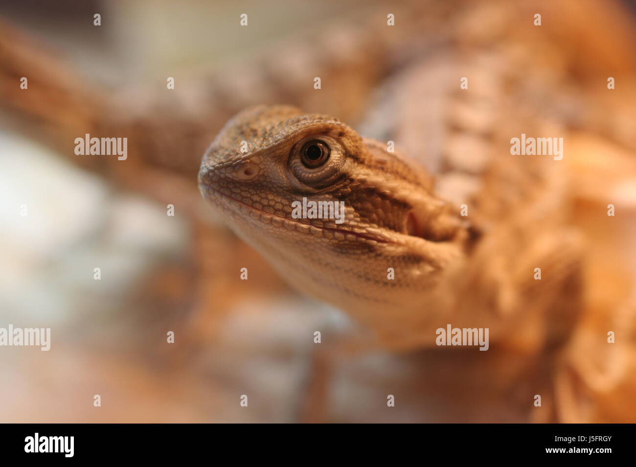 Zwerg bartagame hi-res stock photography and images - Dwarf BearDeD Dragon J5FRGY