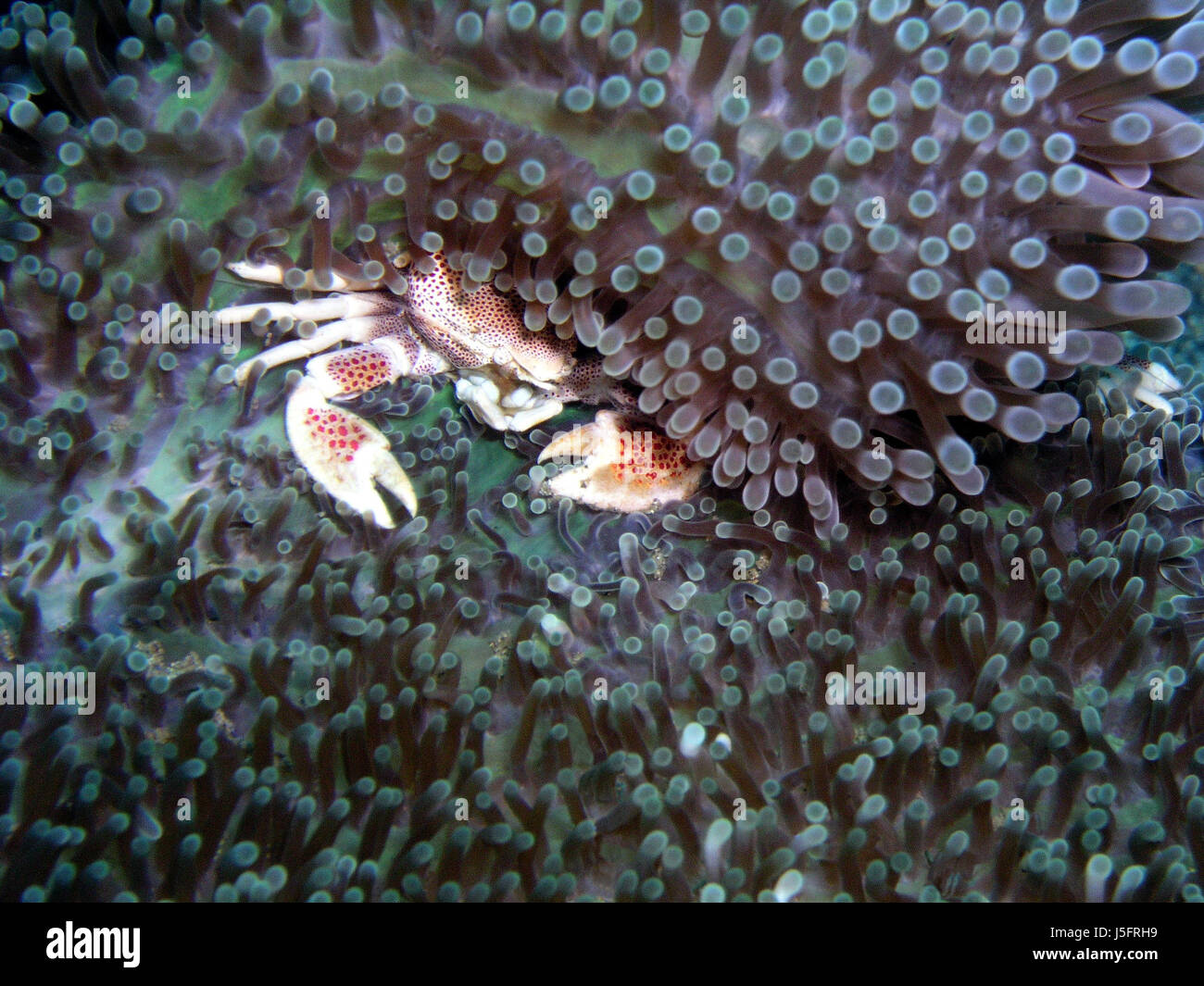 small tiny little short underwater shy dots dive cancer spotted crab reef Stock Photo