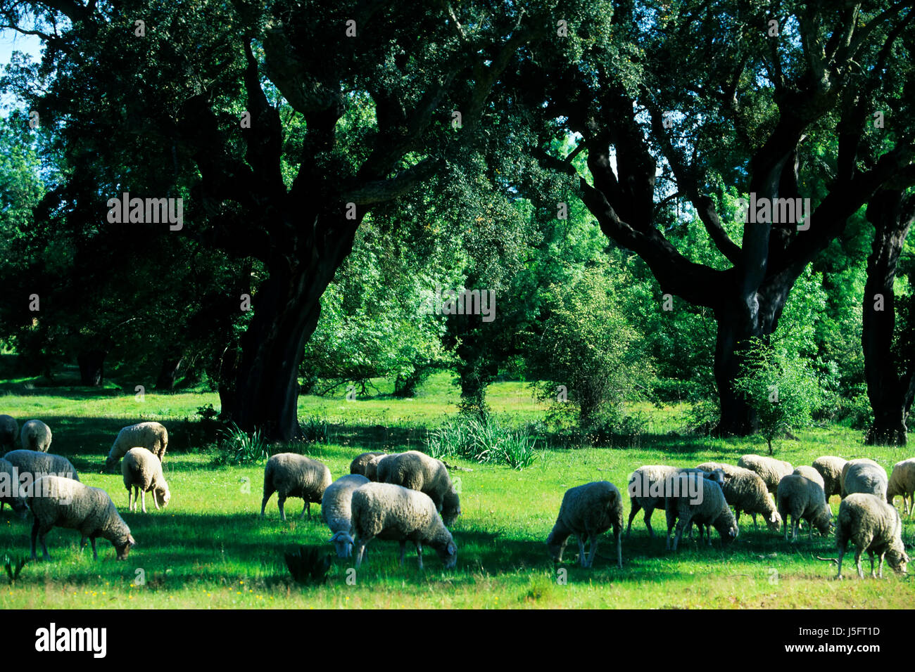 tree trees animal mammal animals deciduous tree deciduous trees spain oak sheep Stock Photo
