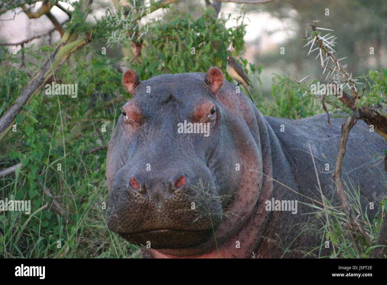 curiosity curious nosey nosy africa portrait wildlife safari hippo flusspferd Stock Photo