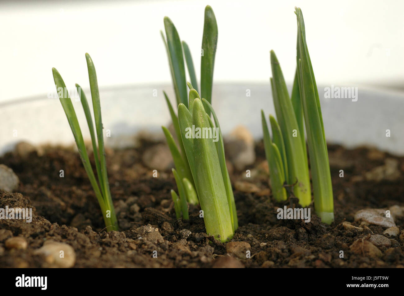 flower plant green flora grow grow up accumulative topsoil young