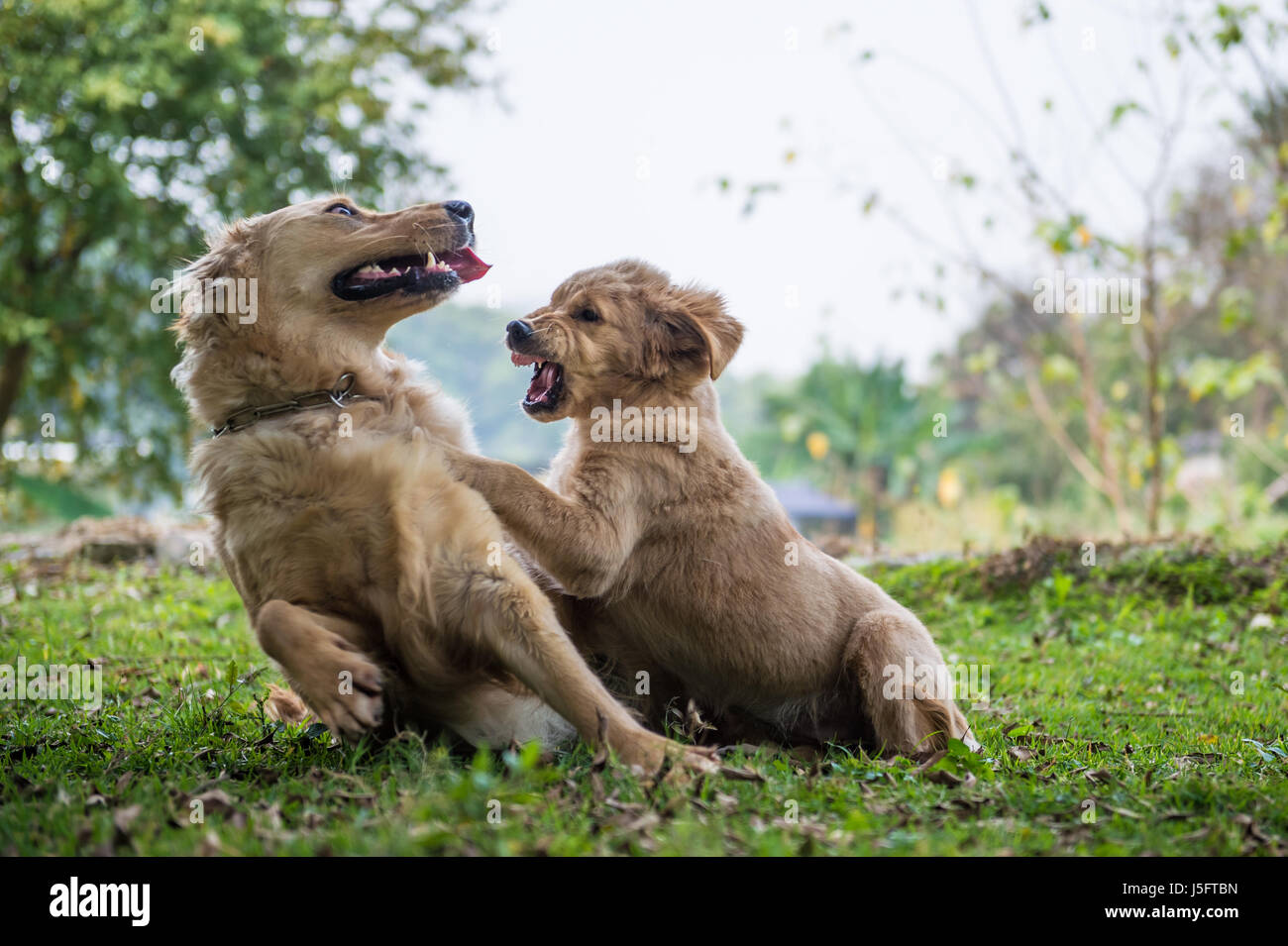Dogs playing in the grass Stock Photo - Alamy