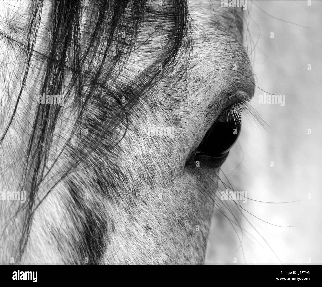 horse eye organ bw look glancing see view looking peeking looking at
