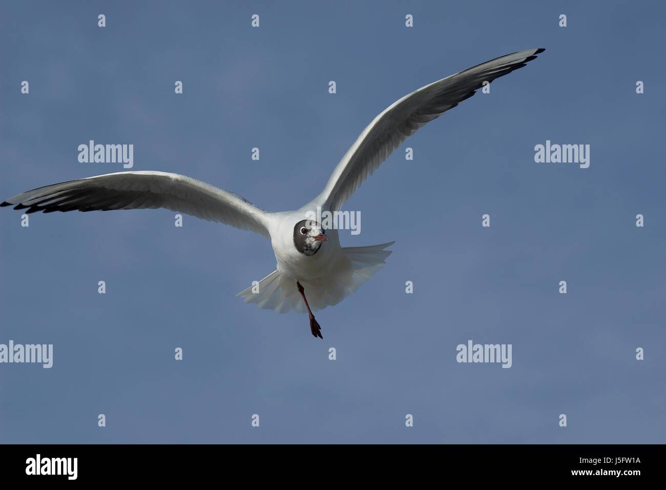 blue flight blank european caucasian wing feathering open frontally disabled Stock Photo