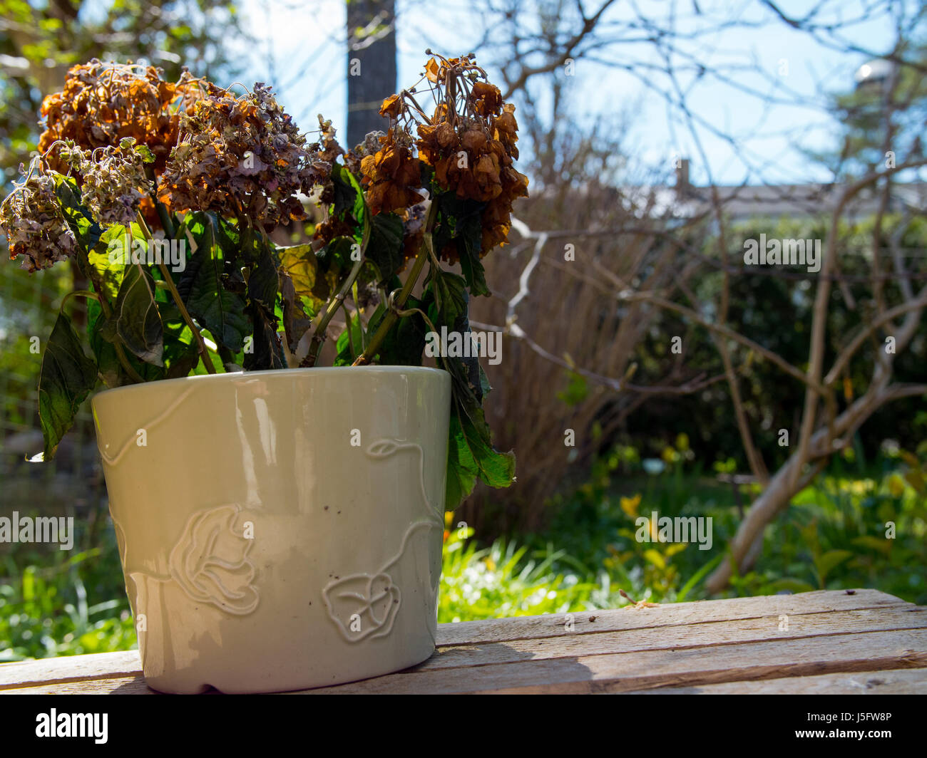 a dead flower in a sprouting garden Stock Photo Alamy