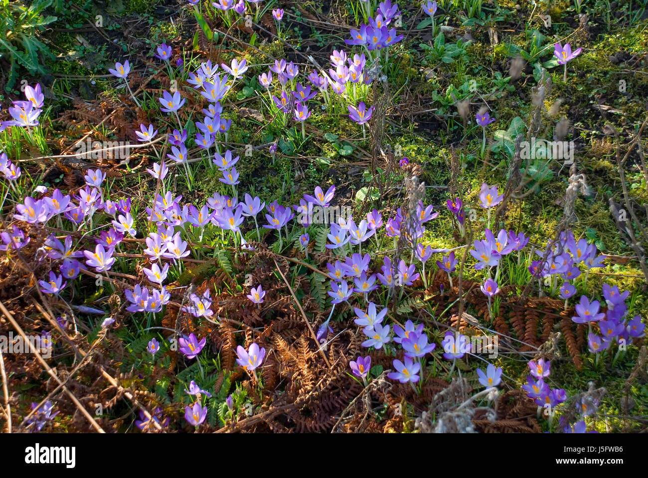 garden spring fern gardens topsoil shine shines bright lucent light serene Stock Photo