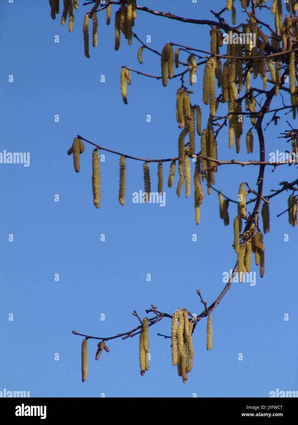 blue blossoms pollen shrub filbert hazelnut bleed hazel allergy