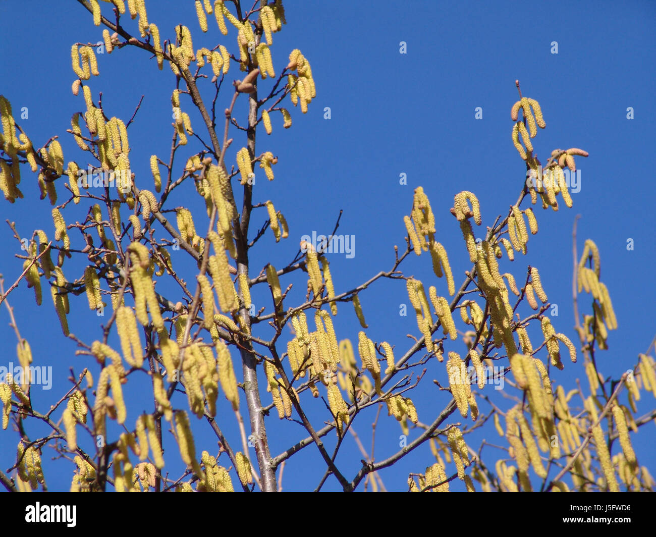 blue blossoms pollen shrub filbert hazelnut bleed hazel allergy