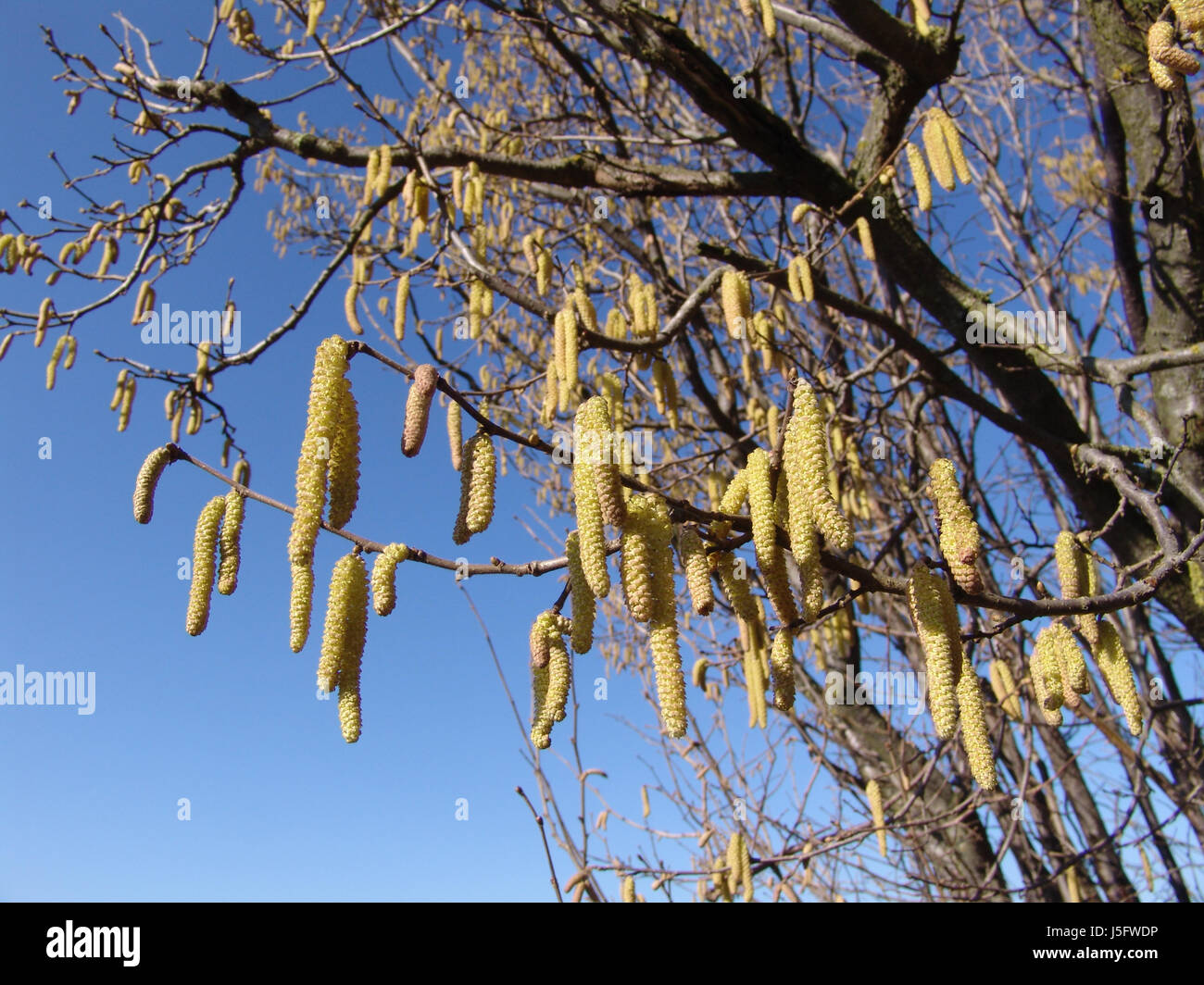 blue blossoms pollen shrub filbert hazelnut bleed hazel allergy