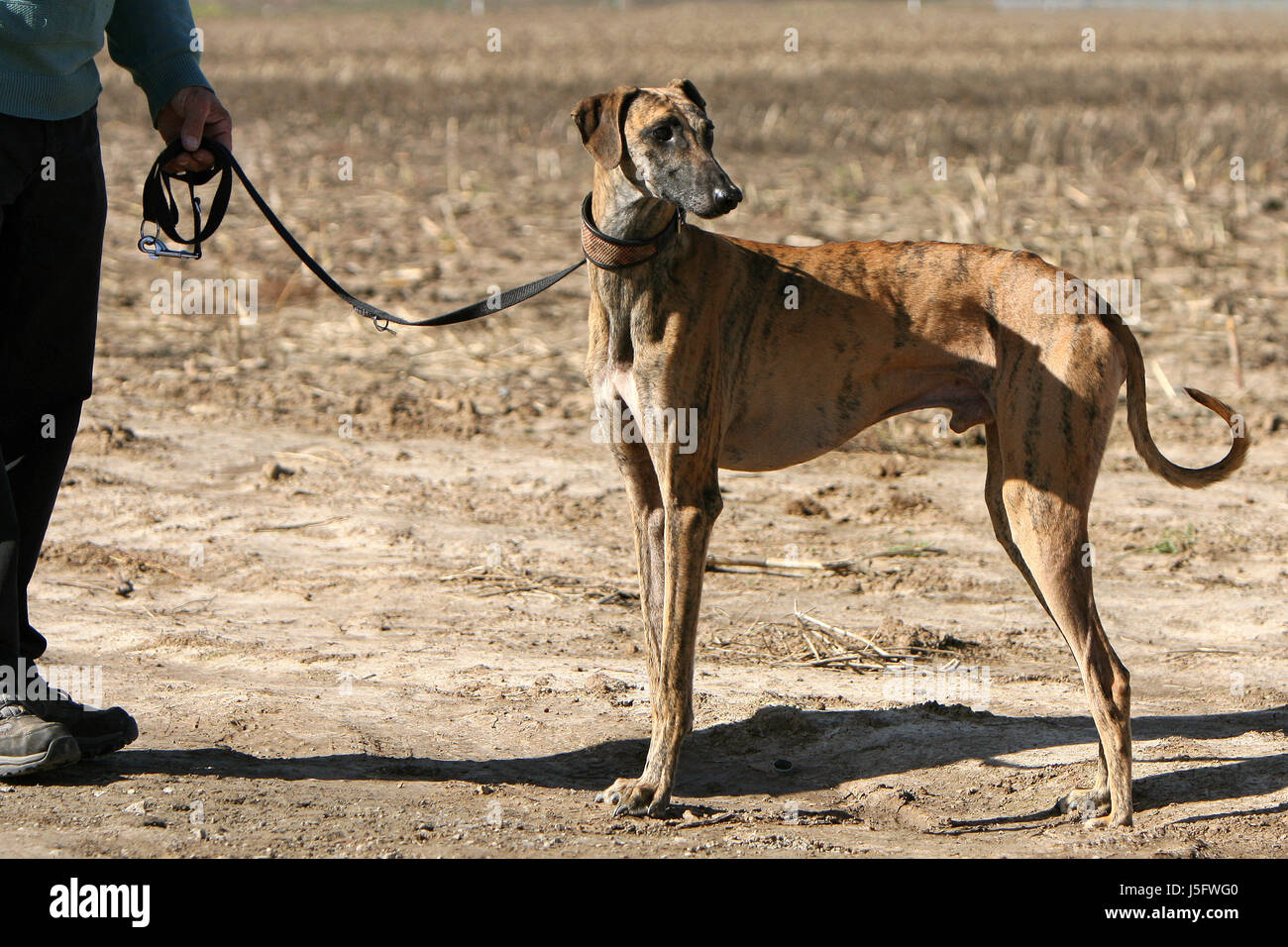 brown brownish brunette dog dogs spotted greyhound agar leggy greyhounds sport Stock Photo