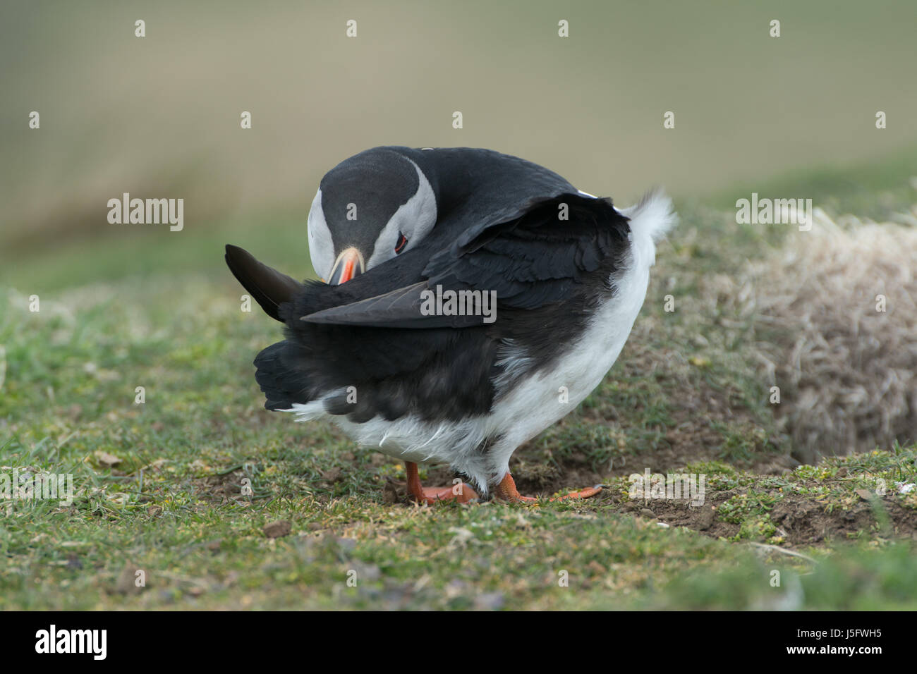 Puffin folded over on itself looking back towards the camera Stock Photo