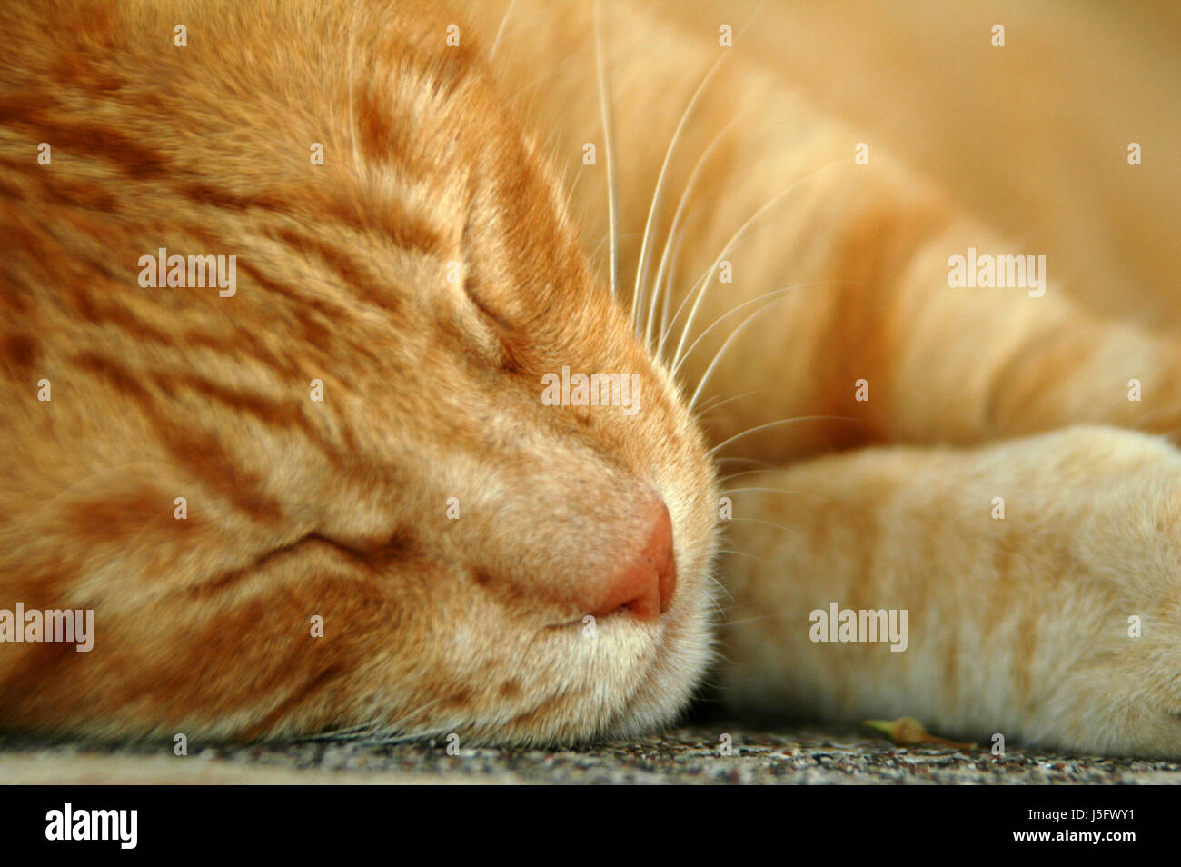animal pet mammal eyes soft cats lie lying lies radio silence quietness silence Stock Photo