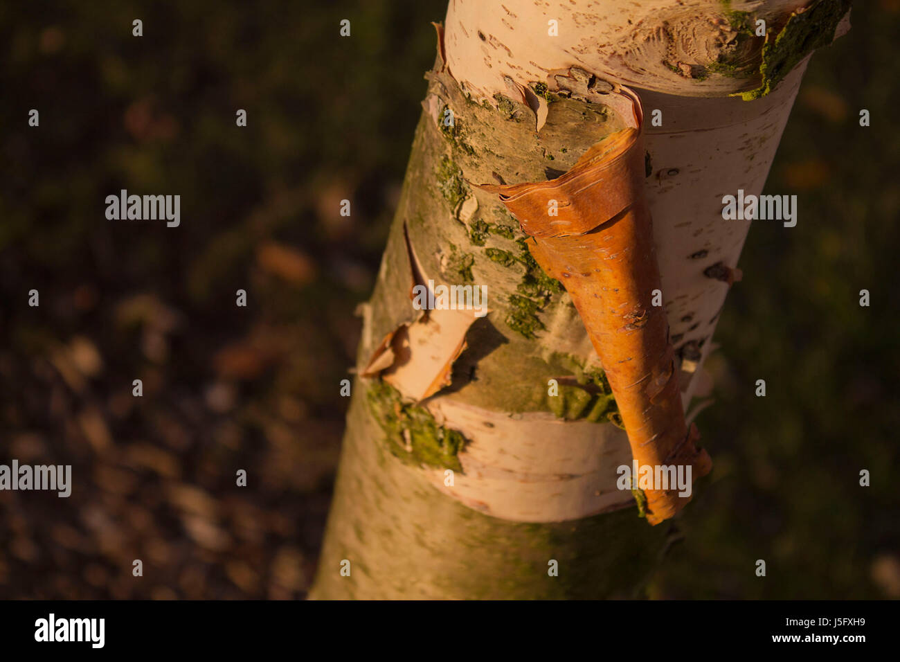 An image of a section of bark the its peeling away from the trunk of a silver birch tree. Stock Photo