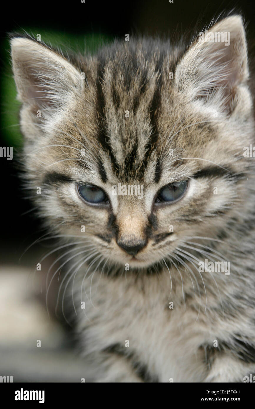 animal pet animals pets eyes pussy cat skin nose farm young animal pussy  sweet Stock Photo - Alamy