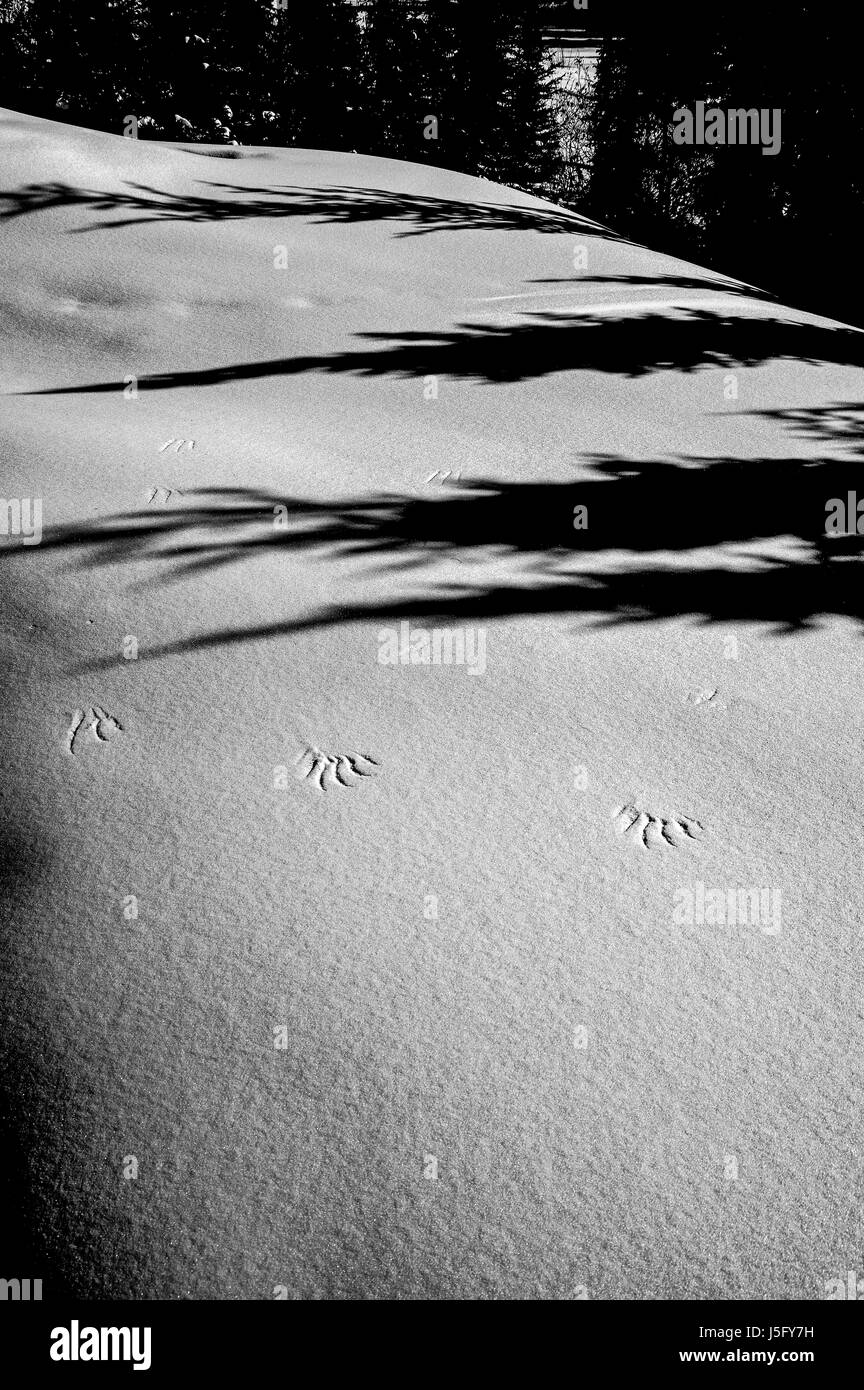 A black and white photo of bird wing imprints in snow in Lutsel K'e, NWT Stock Photo