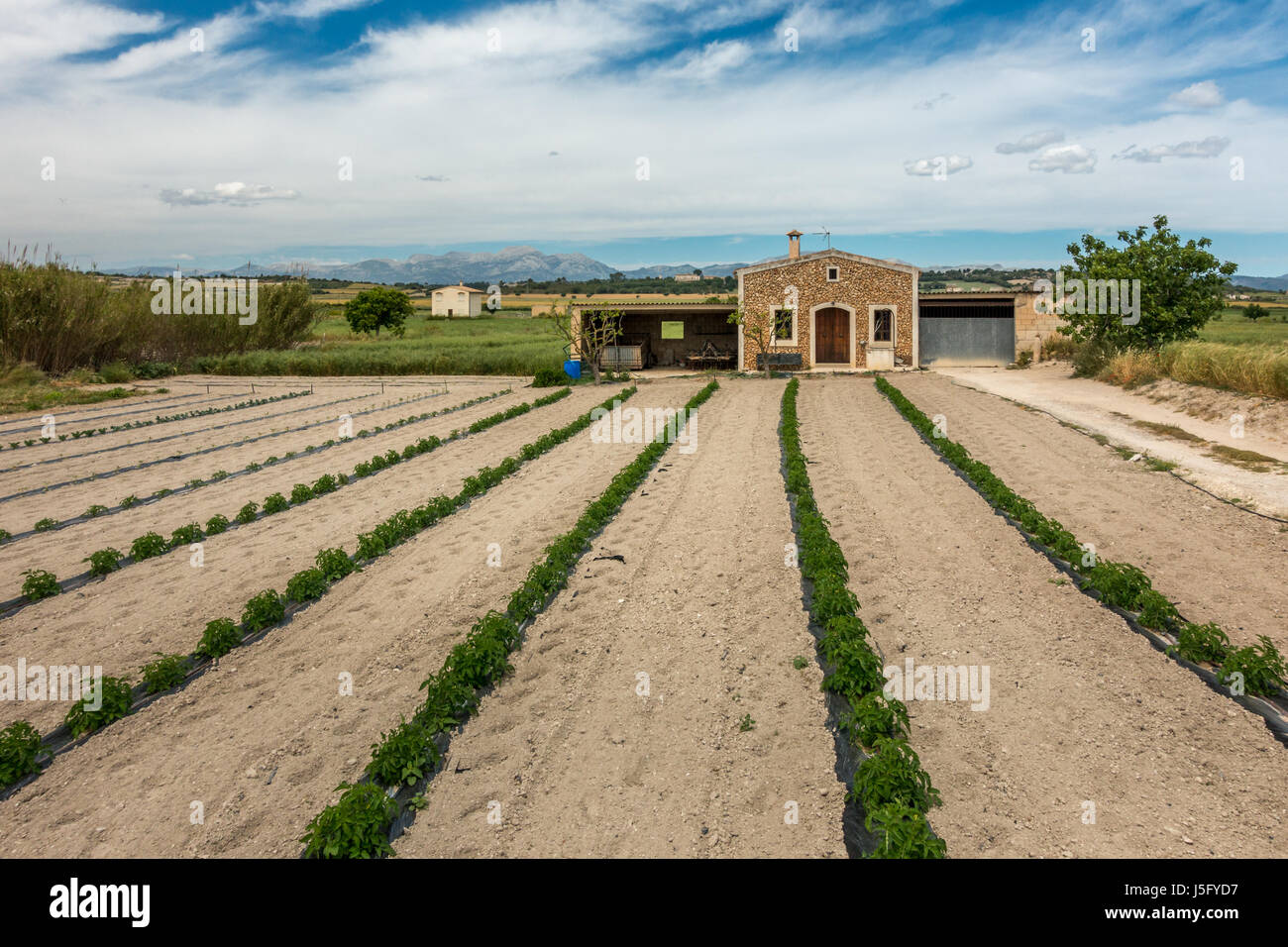 Growing crops in lines on a farm in north Mallorcan countryside, Majorca, Balearic Islands, Spain Stock Photo