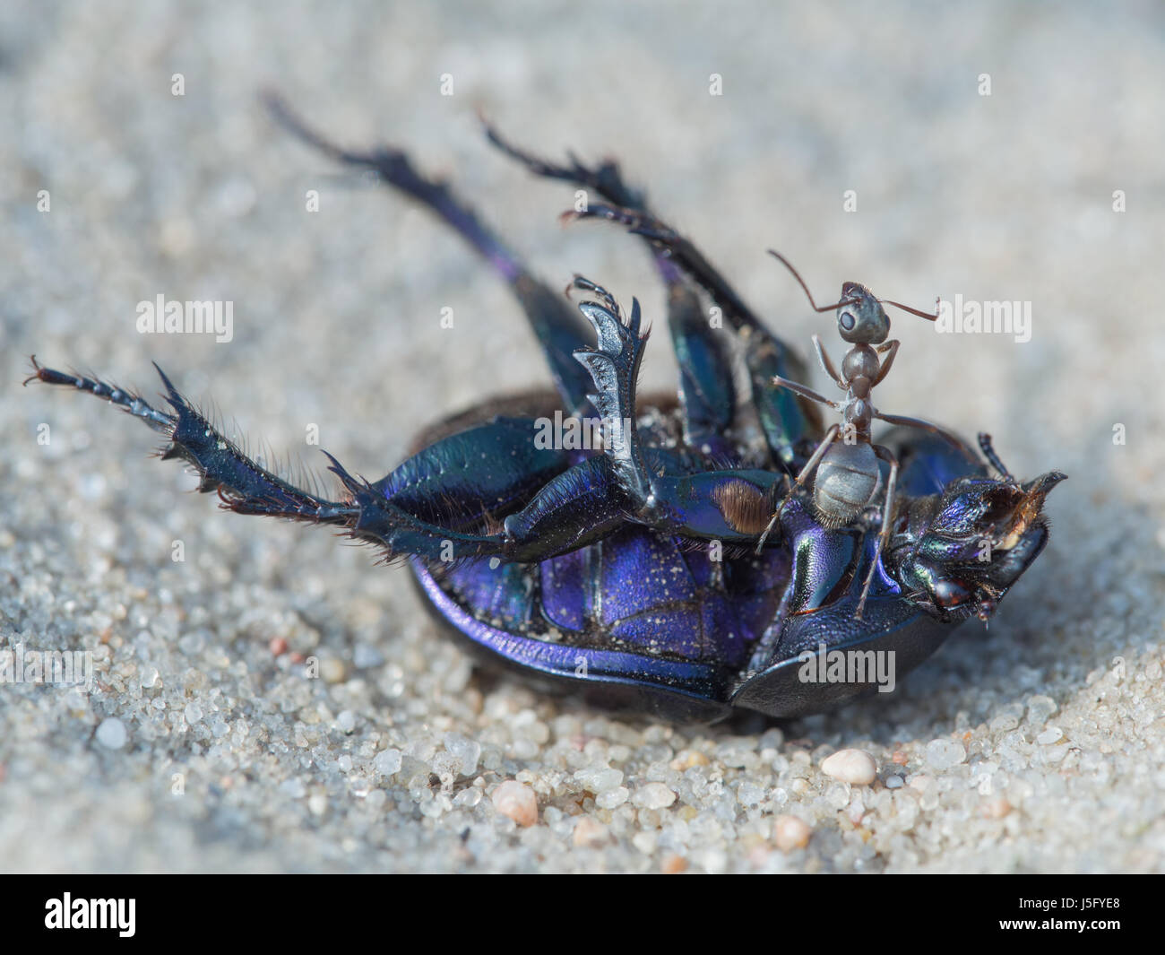 Ant - Formica cinerea - on a Earth-boring dung beetle - Geotrupidae Stock Photo