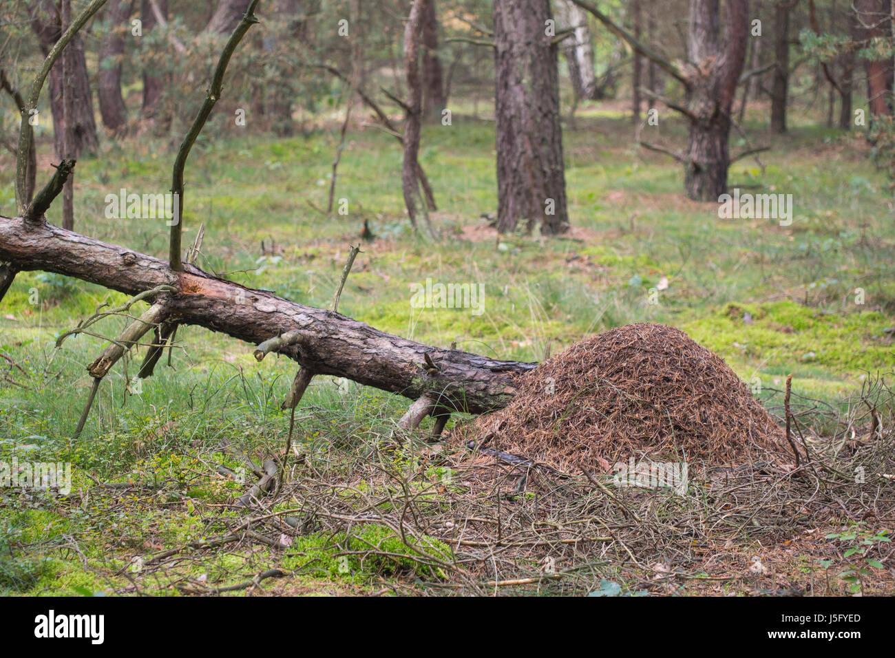 Red wood ant, anthill - Formica rufa Stock Photo