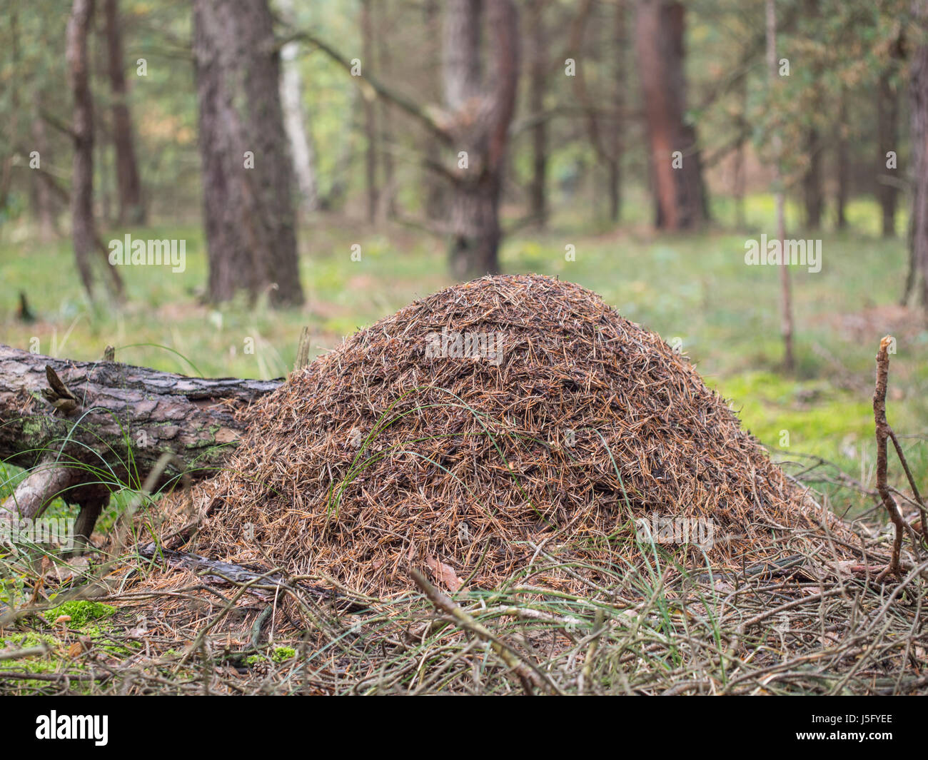 Red wood ant, anthill - Formica rufa Stock Photo