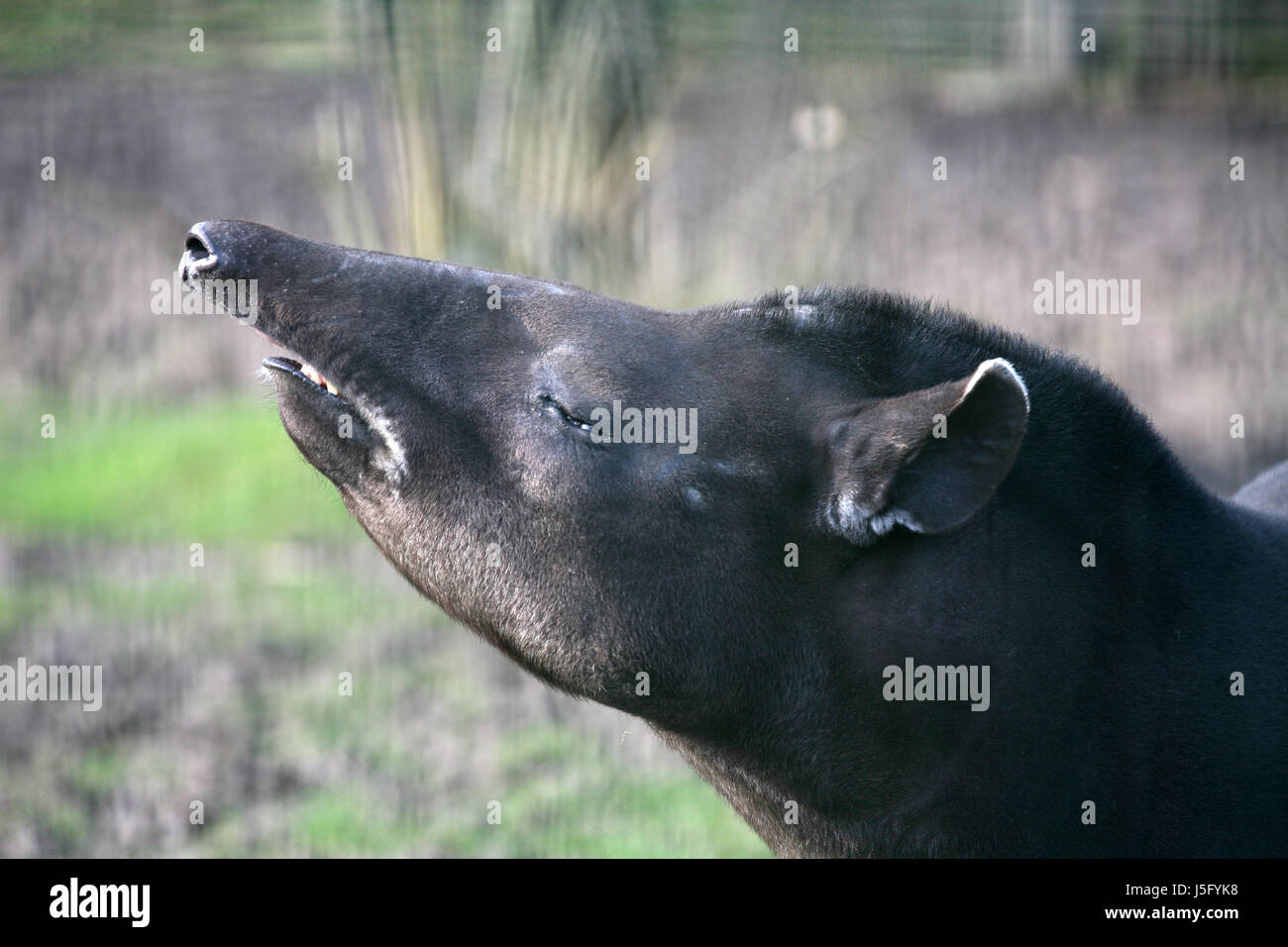 animal mammal south america proboscis herbivore tapir rainforest rain