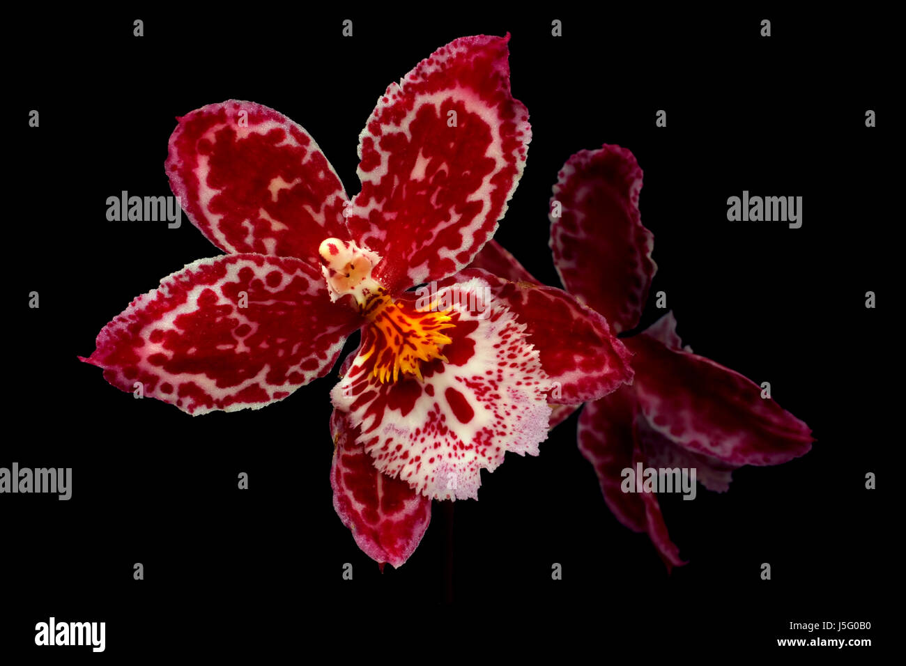 flower plant black swarthy jetblack deep black mother day gift exotic Stock Photo